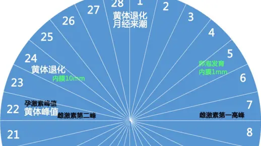 女性的生理周期
