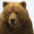【纪录片】阿拉斯加棕熊【双语特效字幕】【纪录片之家爱自然】