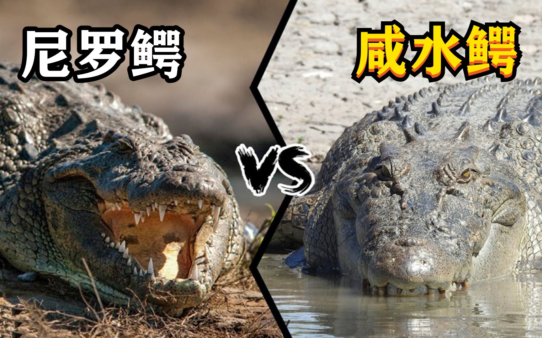 尼罗鳄vs湾鳄，谁才是真正的“鳄鱼之王”？