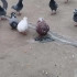 我又来拍视频了，主要是鸽子每天吃的也挺多，需要它们出镜赚钱