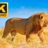 [4K 60帧] 非洲大草原上的动物们 [动物世界]