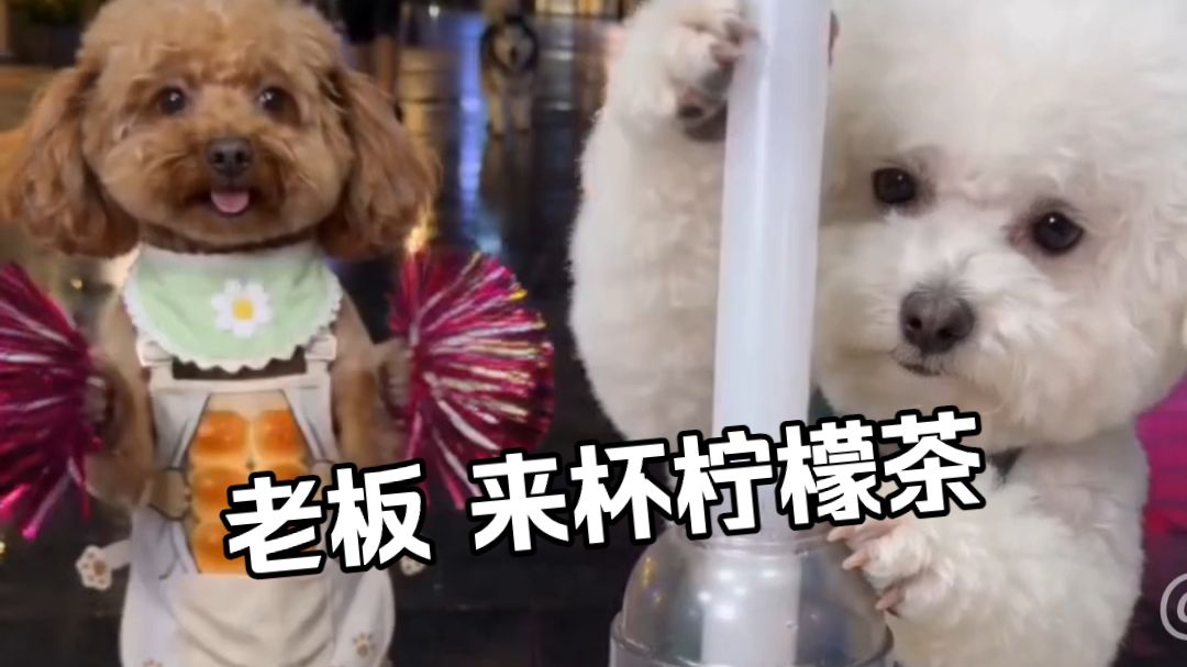 老板，来杯手打柠檬茶～