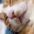 这只猫猫在说梦话呢。。