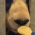 丹麦熊猫试吃新食物之梨子