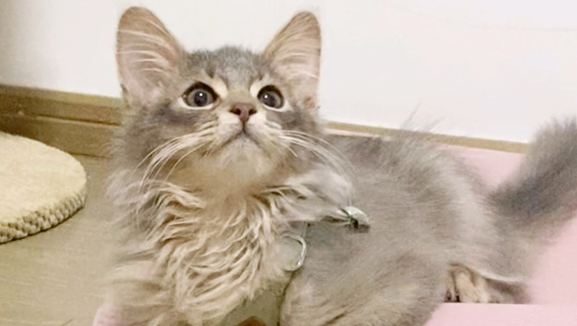 医生说：这猫长大后脖子会有点长