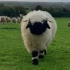 此视频屏蔽所有不开心，沙雕小羊只跑向快乐的人！