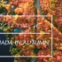 《4K》秋天在加拿大租个湖边别墅看枫叶有多么美好