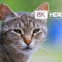 8K HDR 60fps 超高清 动物视界