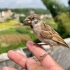 救助放生的小麻雀放生20天，每天都回来看一下我，小鸟也有情