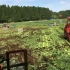 日本机械化小规模菠菜种植，也很适合国内发展