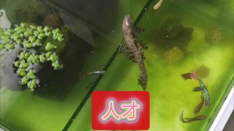 fbe43c490ca145c67755f7d4b759210f354dc7b0.jpg@480w_270h_1c