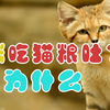 猫咪吃猫粮吐了为什么
