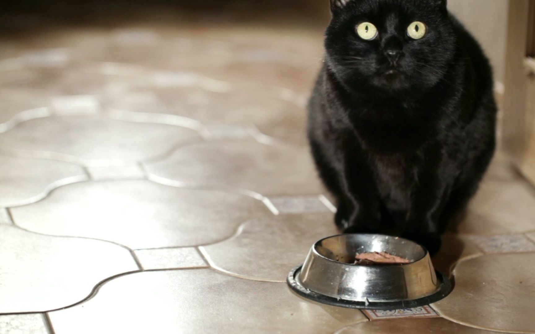（无版权素材）黑猫吃饭4k