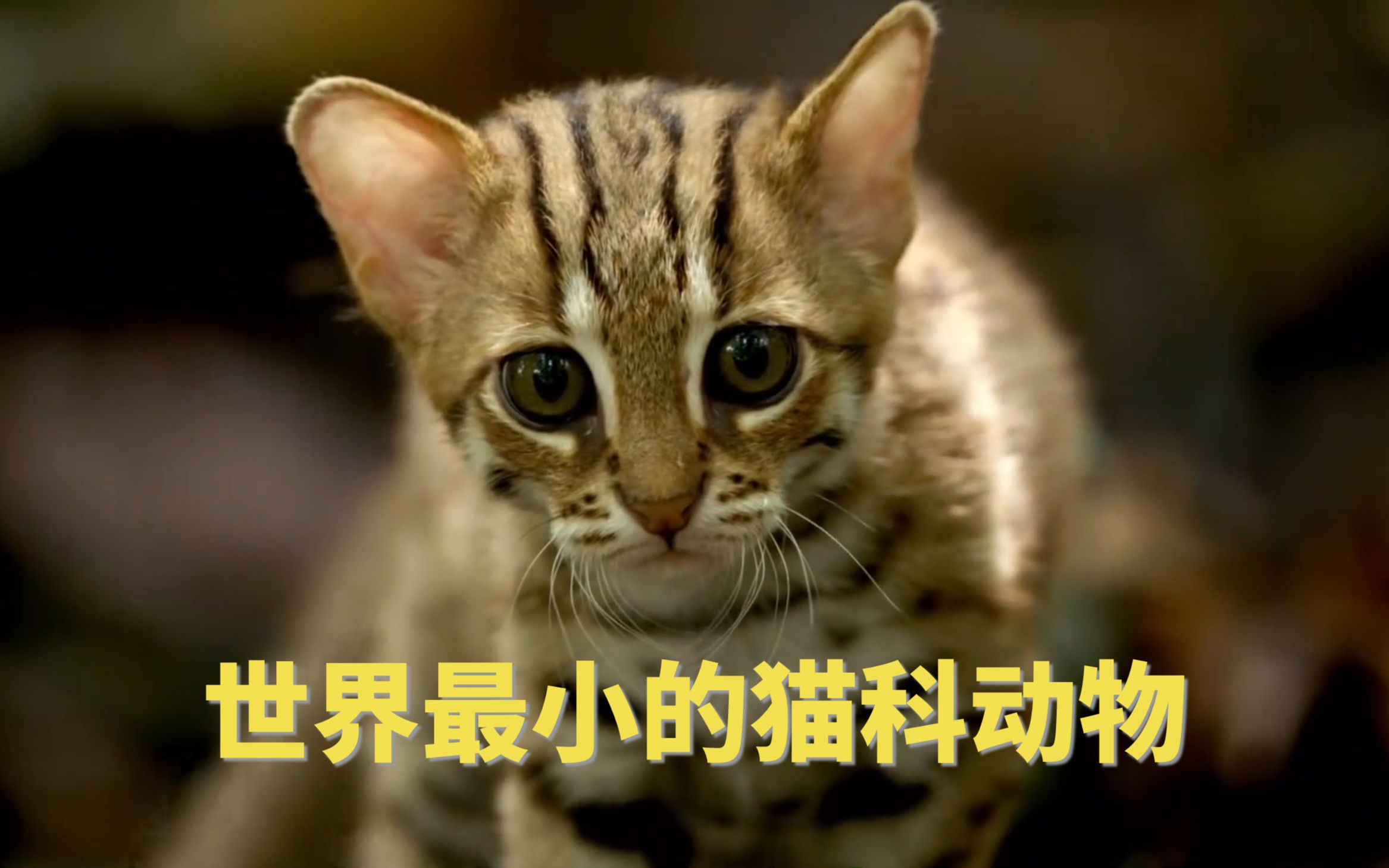 滚滚 世界最小的猫科动物 哔哩哔哩 つロ干杯 Bilibili