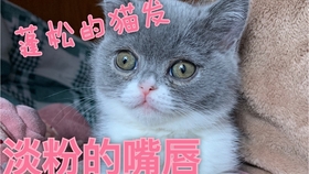 fc0a808bd8c753d92f4b1c4bb51947a77feec324.jpg@280w_158h_1c_100q.jpg