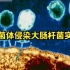 高中生物—噬菌体侵染大肠杆菌实验