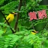 古诗里的黄鹂鸟，很多人知道它的名字，却没见过长啥样！