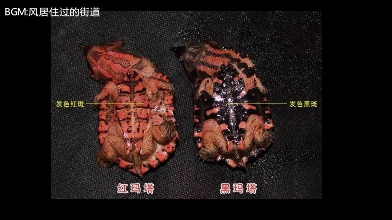 枯叶龟的饲养经验分享