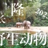 2023年春节 ｜第一站 长隆野生动物园