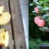 室内阳台也能种苹果！盆栽苹果树种植教程，简单易学，值得收藏
