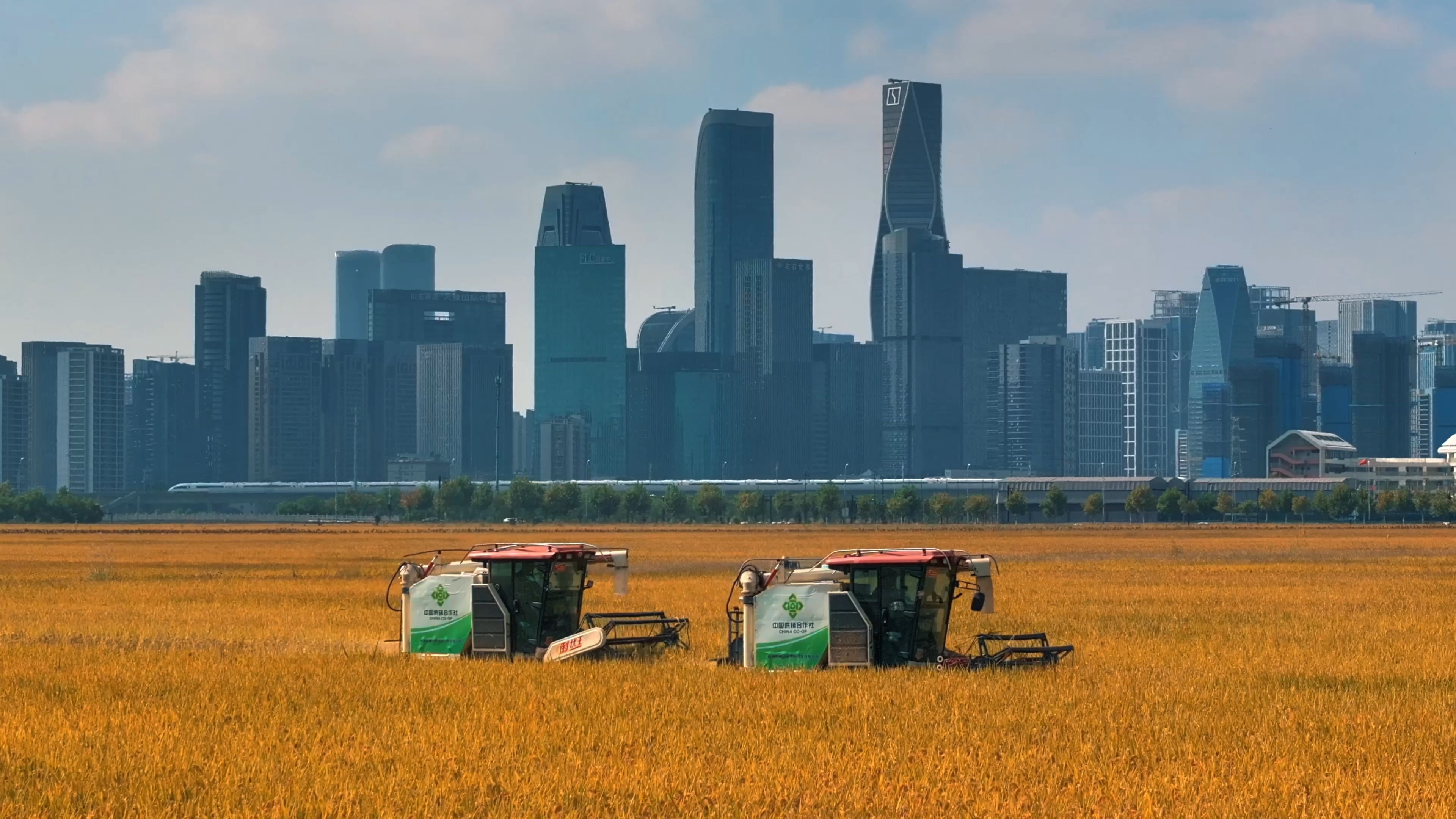 这片网红稻田终于迎来了收割季