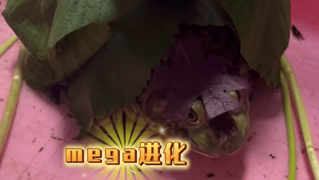 mega进化？