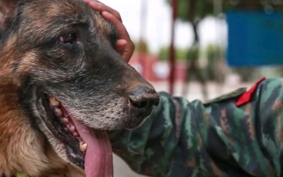 9岁军犬退役时眉毛胡须已变白，无言的战友，辛苦了！