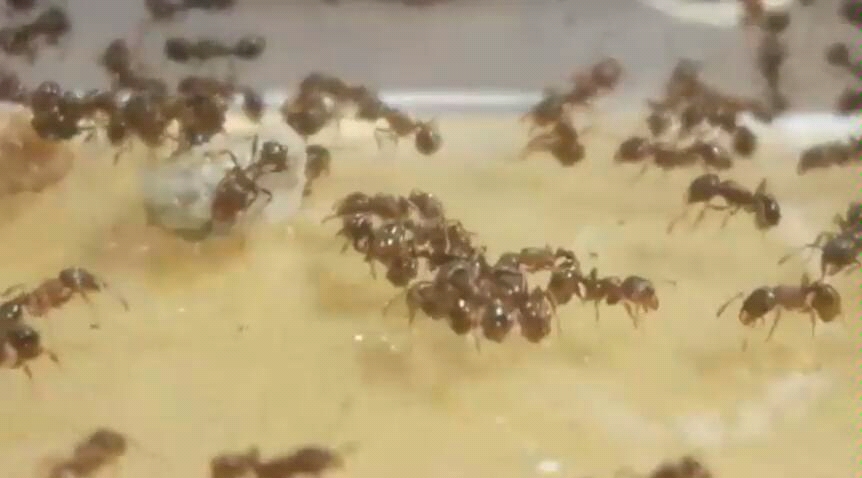 一个毛骨悚然的视频接手感染蚁螨的草地埔道蚁尝试各种方法除螨