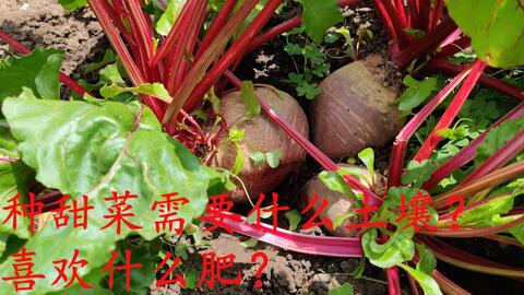 fce3a8e172e7aa4d435bec140ca65cea0908e973.jpg@480w_270h_1c