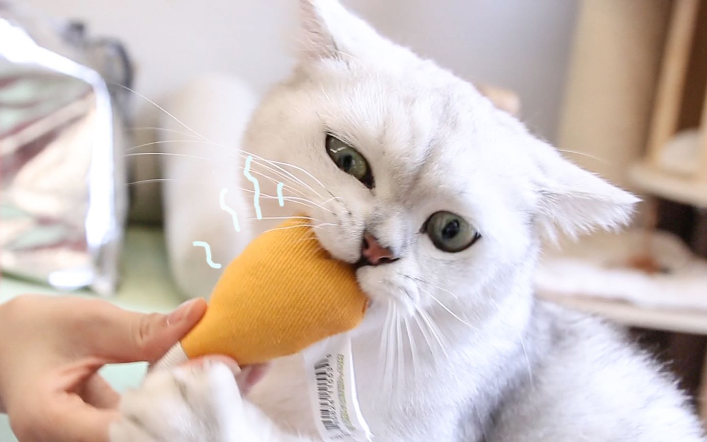 铲屎官给猫咪买了猫薄荷玩具，猫咪抱紧不愿放手，猫：这个是我的！