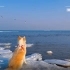 从南方到冰海：一条小狗Yuna与海冰的初次邂逅
