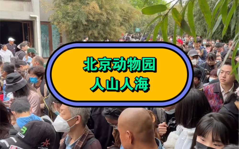 感觉全北京的人都来了北京动物园看萌兰