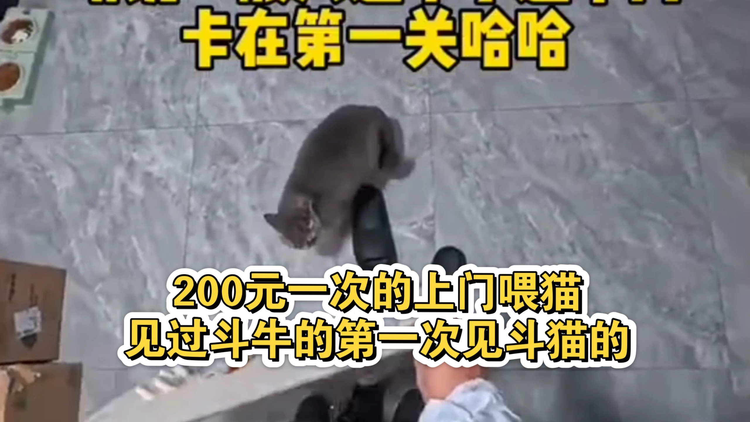 200元一次的上门喂猫，见过斗牛的第一次见斗猫的。