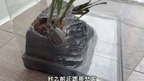 fd208f4ea2054f1e94a07880200d298e5f01872a.jpg@280w_158h_1c_100q.jpg
