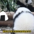熊猫花花像一个小饭团，为了吃用尽了全力