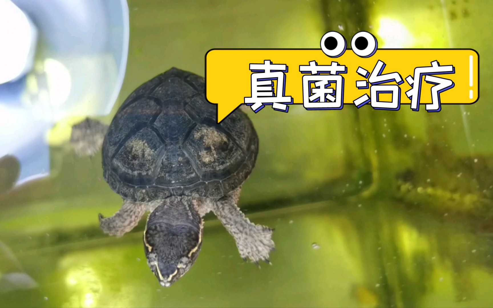 详细解答关于龟龟真菌的5大问题！ - 知乎