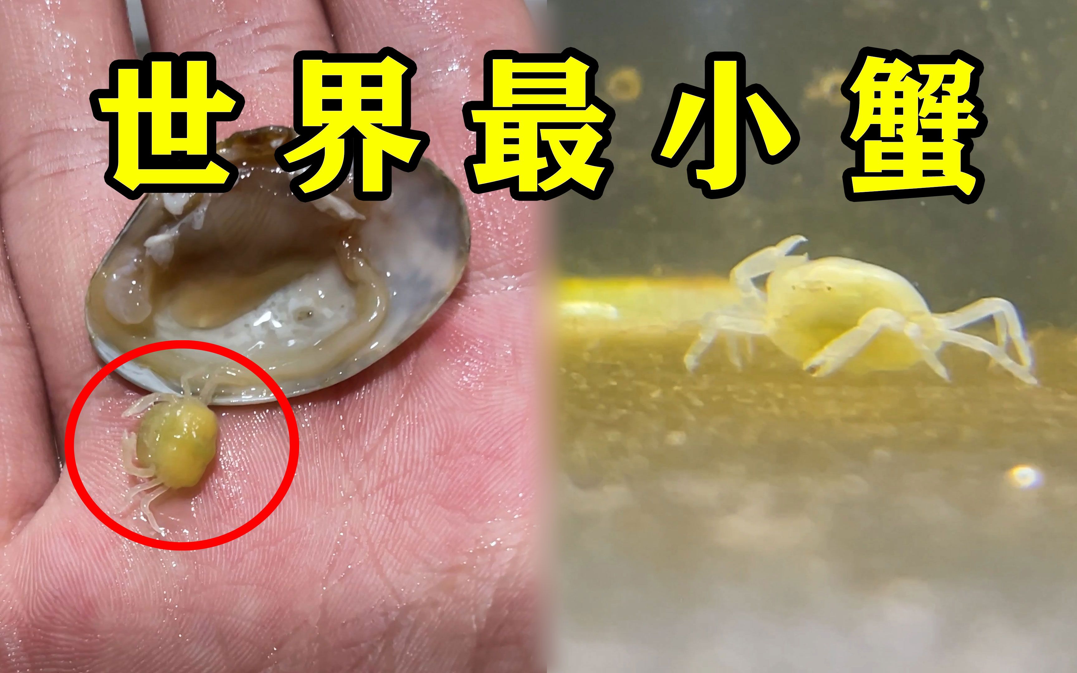 花蛤里开出一只世界上最小的螃蟹“豆蟹”竟然还是活的