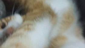 fd52a1e463e6fd8e2aaf0cd72e05542f844c6095.jpg@280w_158h_1c_100q.jpg
