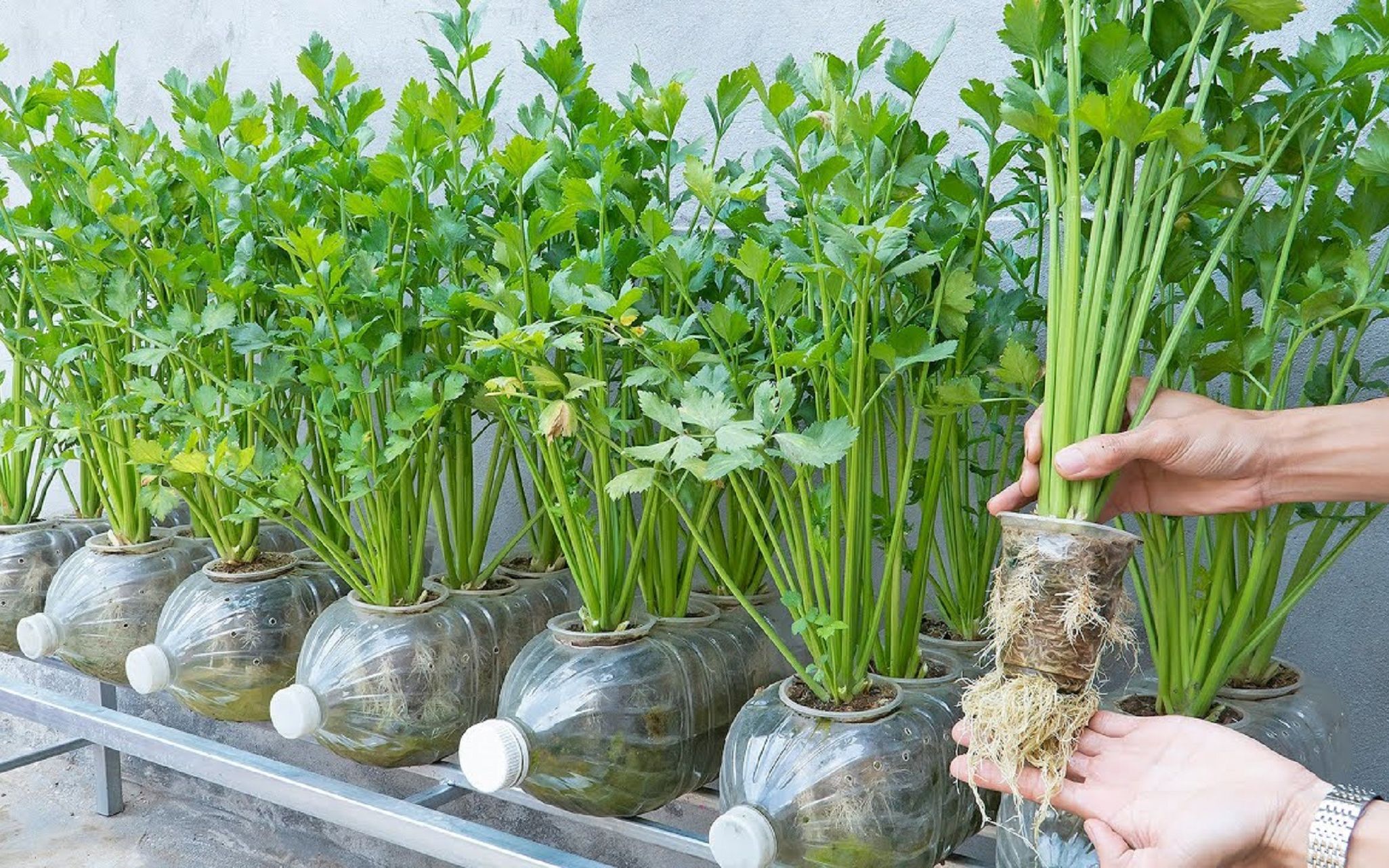 塑料瓶不要扔！这样种芹菜一年四季都吃不完，方便又能省一笔菜钱