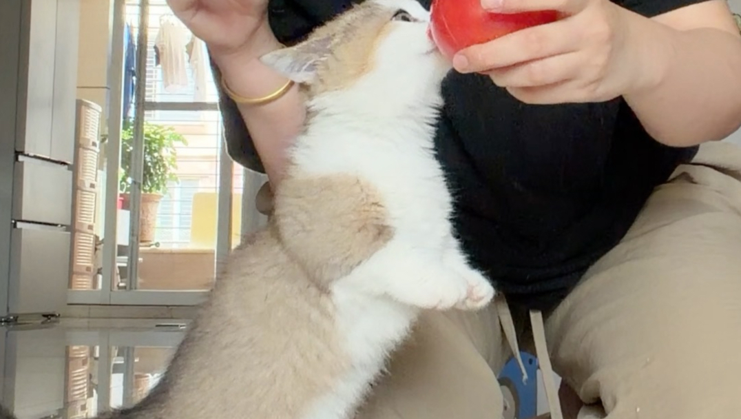 可能小猫长大一点就会挑食了