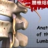 影像医学 | 腰椎解剖视频