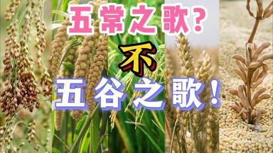 【洛天依】唱歌科普，大豆居然是五谷！五谷版the <em class="keyword">wellerman</em>