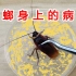 【实验】蟑螂身上到底有多少病菌？手机真的比蟑螂还脏吗？