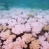Why The Great Barrier Reef Could Disappear By 2050