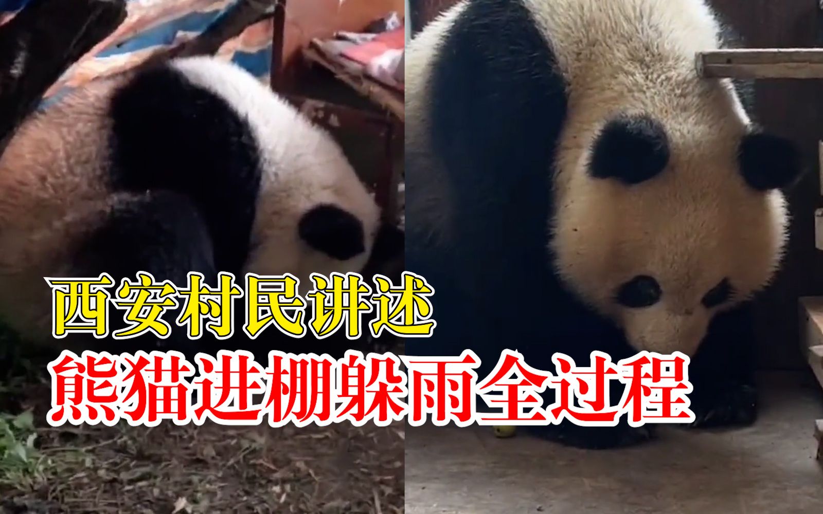 西安村民讲述熊猫进棚躲雨全过程：帮忙看了一夜玉米地