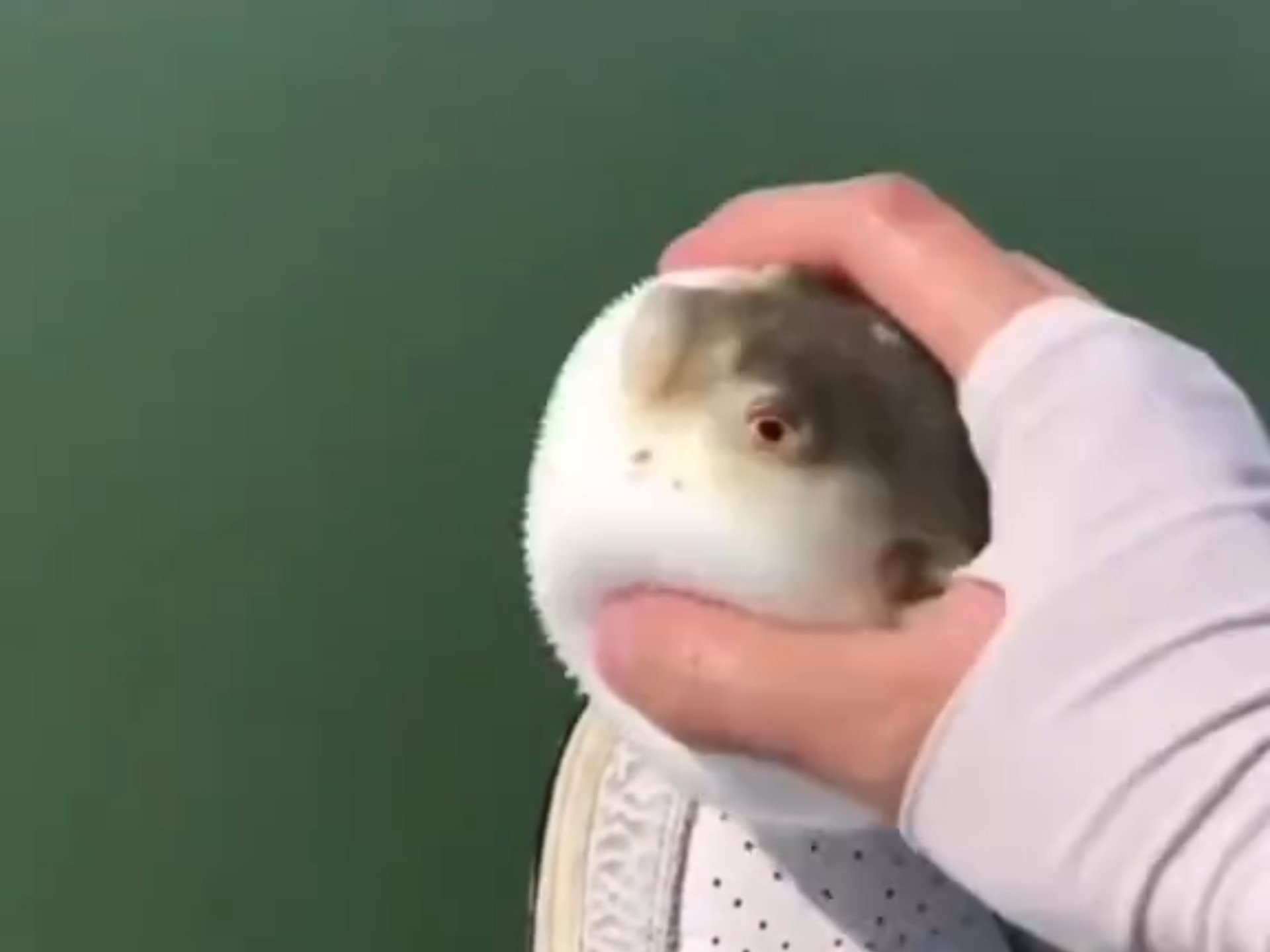 河豚的全世界统一用途：