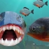 红腹食人鱼是最残忍的食人鱼吗？动物科普英语学习