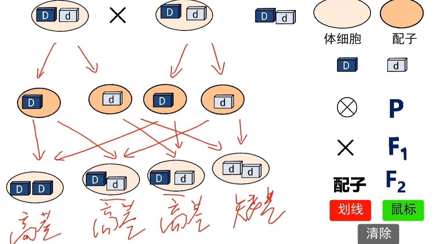 1.1孟德尔的豌豆杂交实验（一） 第3节课