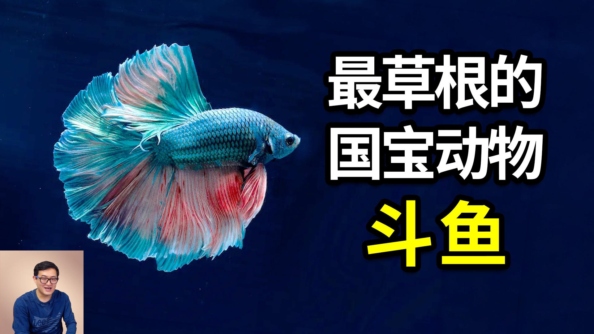 从没人吃的杂鱼逆袭为国宝！斗鱼到底有多疯狂？能直接呼吸空气，攻击性强到可怕！草根逆袭的天花板……