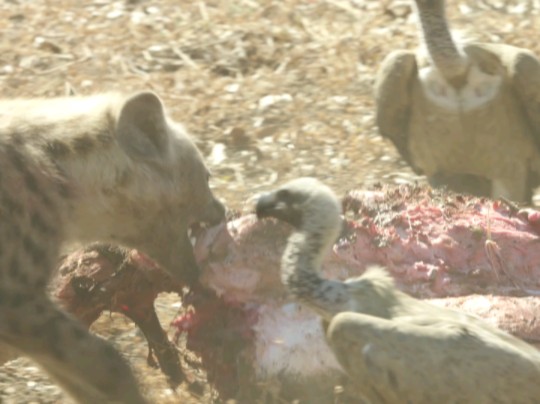 慷慨的斑鬣狗把大排骨肉让给兀鹫们2020.4.6